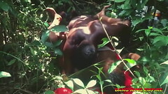 AFRICAN LECTURER FUCK SEXY COROLINA - AN AMATEUR GIRL IN THE BUSH - VIDEO LEAKED ON INTERNET PORN SI Thumb